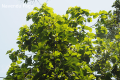 Dipterocarpus bourdillonii